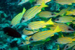 Snappers , These guys were everywhere in the malidives. B... by Grant Kennedy 